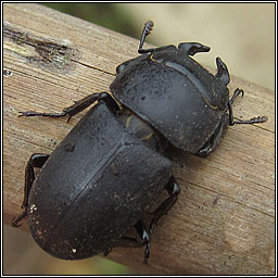 Lesser Stag Beetle, Dorcus parallelipipedus