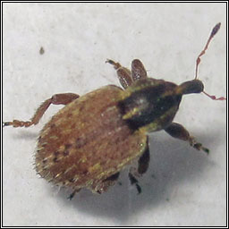 Hypera sp