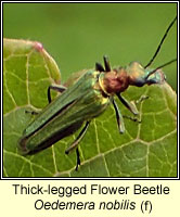 Oedemera nobilis, Thick-legged Flower Beetle