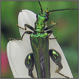 Thick-legged Flower Beetle, Oedemera nobilis