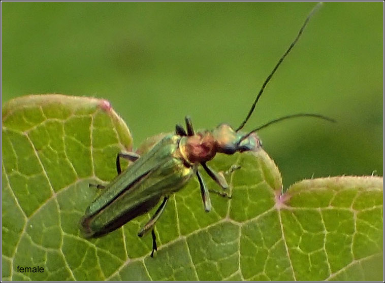 Thick-legged Flower Beetle, Oedemera nobilis