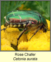 Cetonia aurata, Rose Chafer