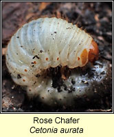 Cetonia aurata, Rose Chafer