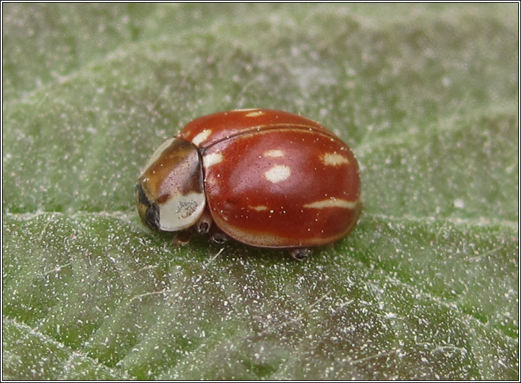 Striped ladybird, Myzia oblongoguttata