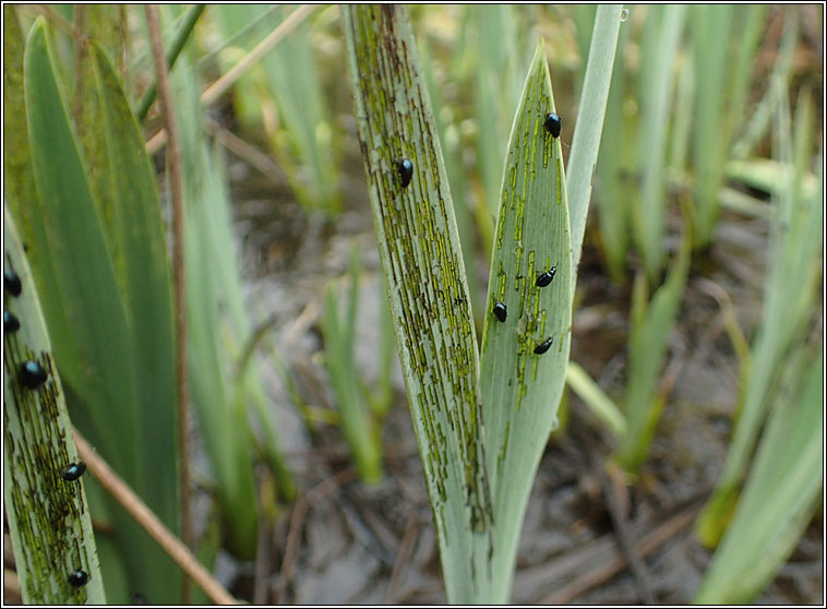 Aphthona nonstriata, Flag Iris Flea Beetle