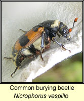 Nicrophorus vespillo, Common burying beetle