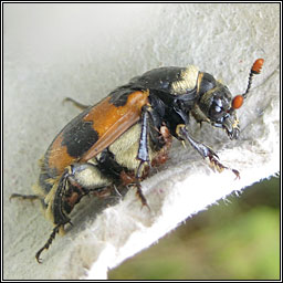 Nicrophorus vespillo, Common burying beetle