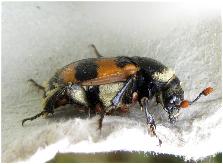 Nicrophorus vespillo, Common burying beetle