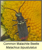 Malachius bipustulatus, Common Malachite Beetle