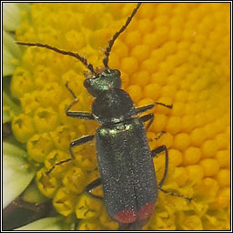 Malachius bipustulatus, Common Malachite Beetle