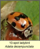 Adalia decempunctata, 10-spot ladybird