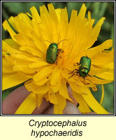 Cryptocephalus hypochaeridis