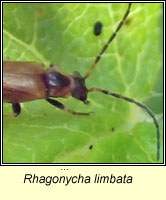 Rhagonycha limbata