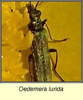 Oedemera lurida