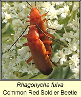 Rhagonycha fulva, Common Red Soldier Beetle