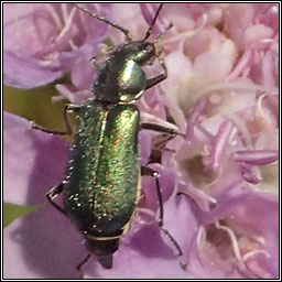 Cordylepherus viridis