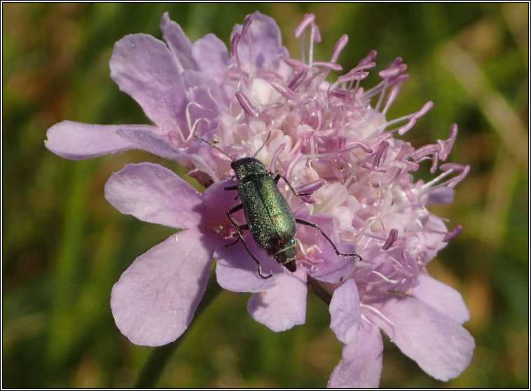 Cordylepherus viridis