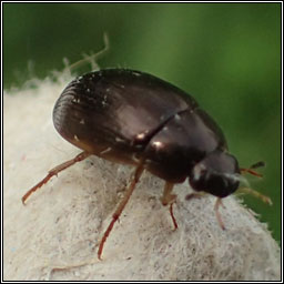 Hydrobius fuscipes, water scavenger beetle