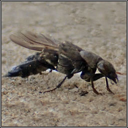 Ontholestes murinus, a rove beetle