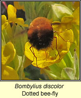 Bombylius discolor, Dotted bee-fly