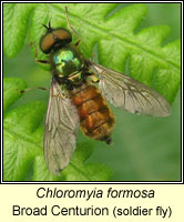 Chloromyia formosa, Broad Centurion (soldier fly)