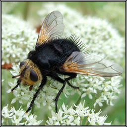 Tachina grossa