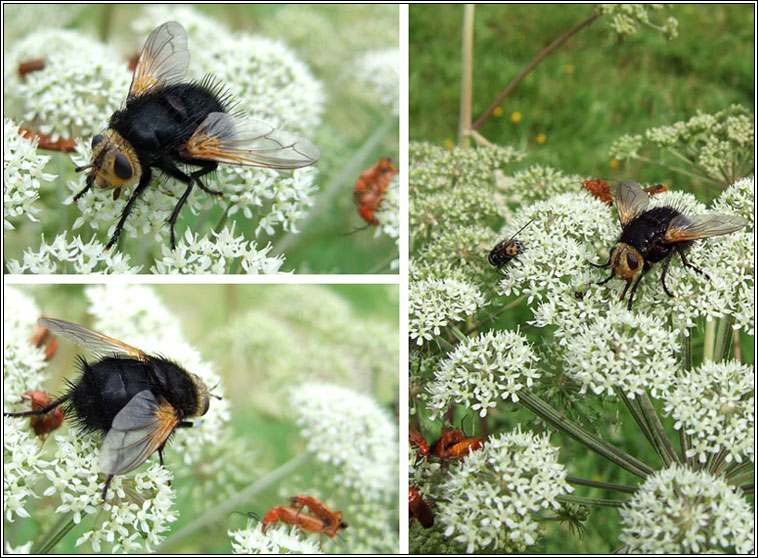 Tachina grossa