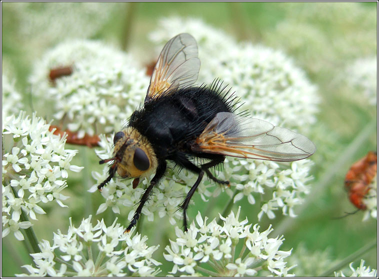 Tachina grossa