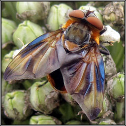 Phasia hemiptera