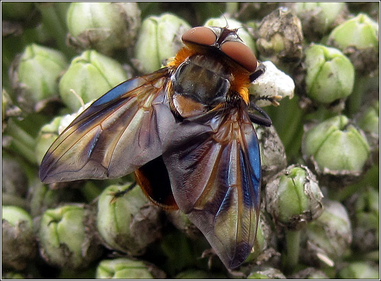 Phasia hemiptera