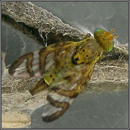 Chaetorellia jaceae