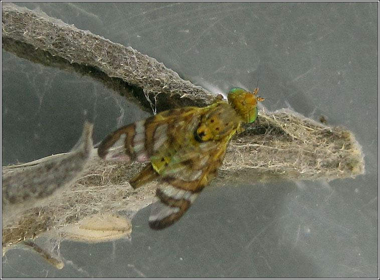 Chaetorellia jaceae