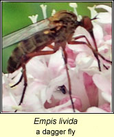 Empis livida, a dagger fly