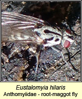 Eustalomyia hilaris, a root-maggot fly