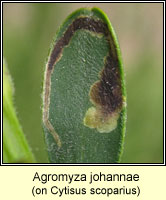 Agromyza johannae