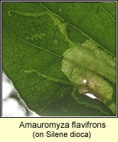 Amauromyza flavifrons