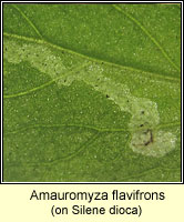 Amauromyza flavifrons