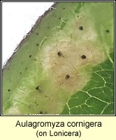 Aulagromyza cornigera