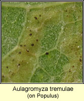 Aulagromyza tremulae