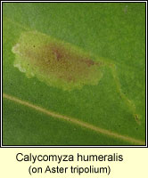 Calycomyza humeralis