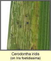 Cerodontha iridis