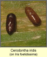 Cerodontha iridis