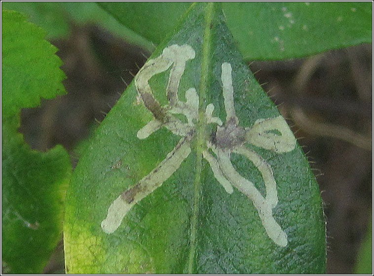 Chromatomyia aprilina