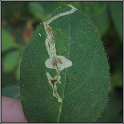 Chromatomyia lonicerae