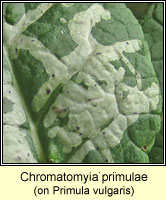 Chromatomyia primulae