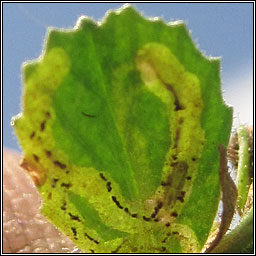 Liriomyza cicerina