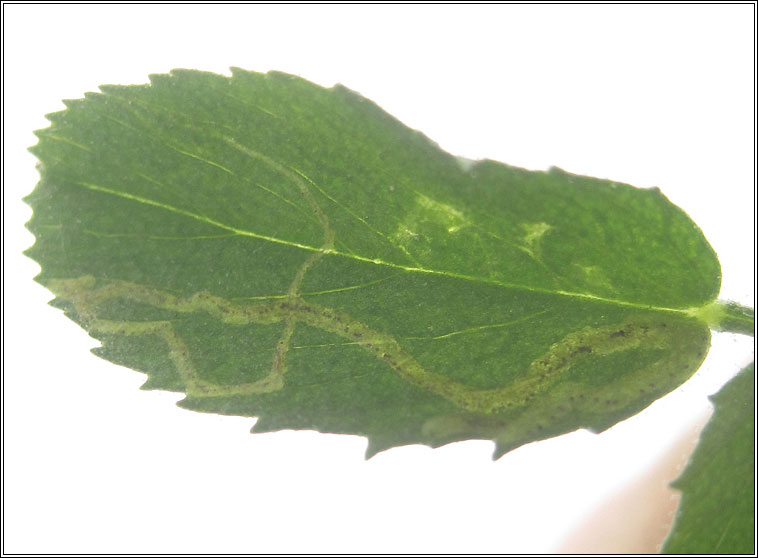 Liriomyza cicerina