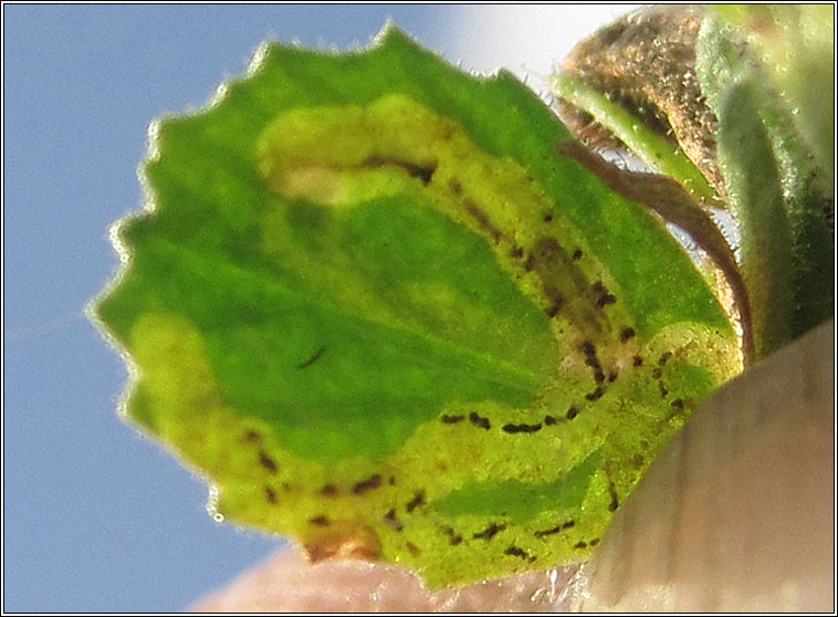 Liriomyza cicerina