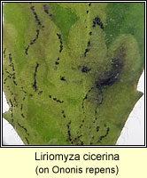 Liriomyza cicerina