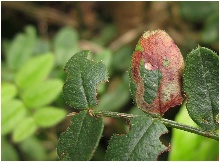 Liriomyza congesta